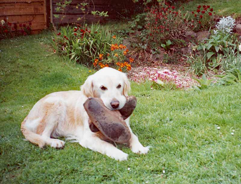 Truffles Golden Retriever